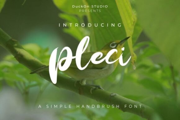 Pleci: A Lively Script Font for Editorial Design
